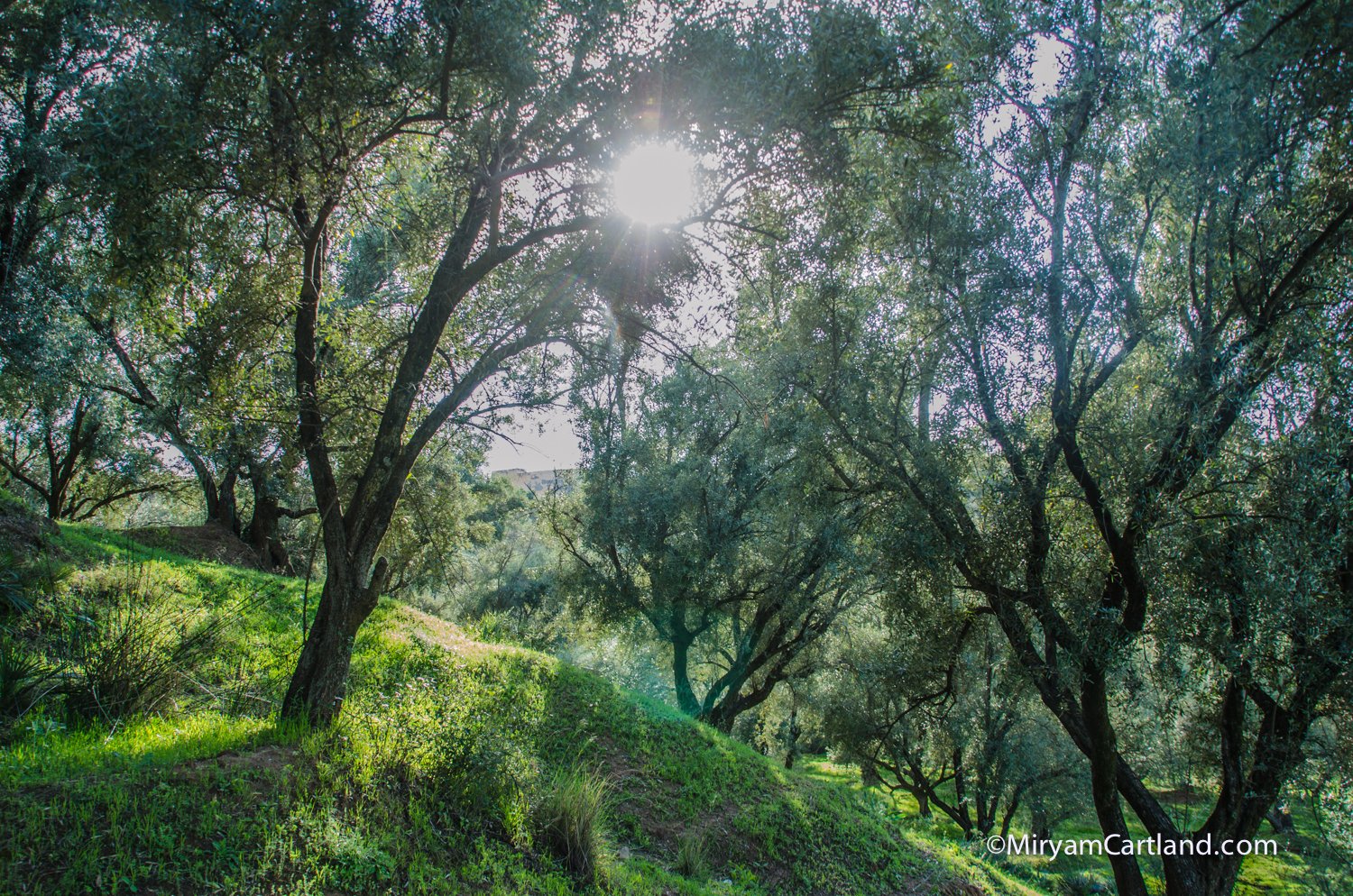 Photographie nature forêt — photographe artistique Casablanca Maroc